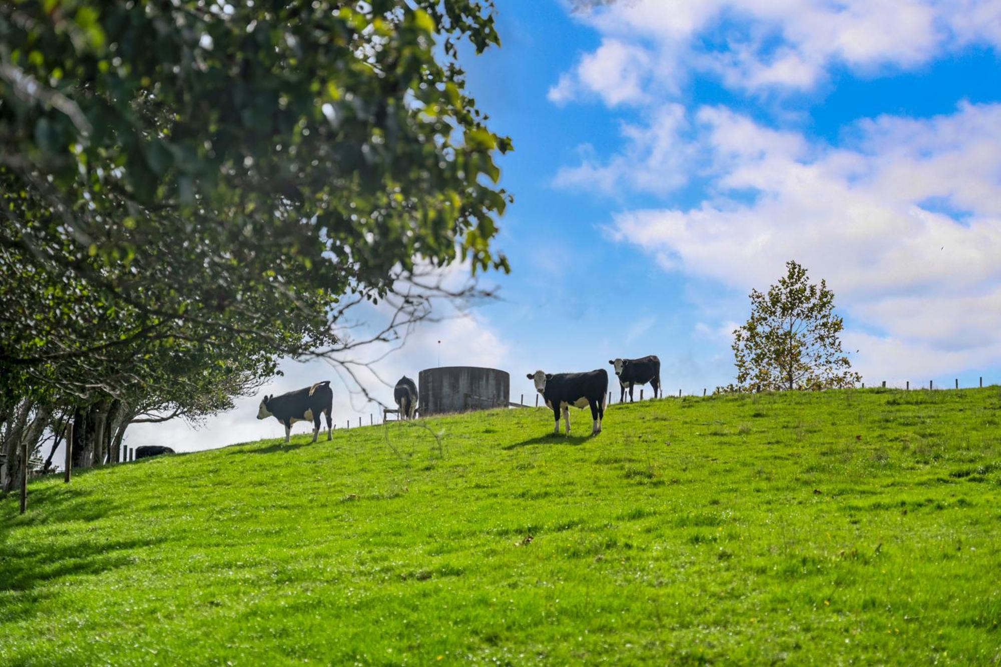 Pine Hill -auckland * Tuakau
